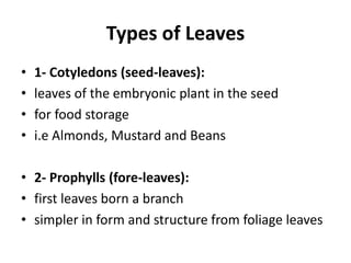 Types of Leaves
• 1- Cotyledons (seed-leaves):
• leaves of the embryonic plant in the seed
• for food storage
• i.e Almonds, Mustard and Beans
• 2- Prophylls (fore-leaves):
• first leaves born a branch
• simpler in form and structure from foliage leaves
 