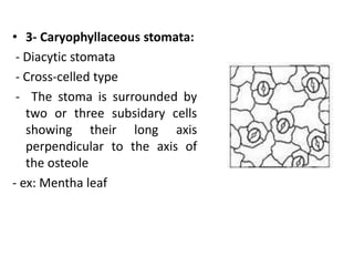 • 3- Caryophyllaceous stomata:
- Diacytic stomata
- Cross-celled type
- The stoma is surrounded by
two or three subsidary cells
showing their long axis
perpendicular to the axis of
the osteole
- ex: Mentha leaf
 