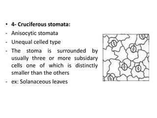 • 4- Cruciferous stomata:
- Anisocytic stomata
- Unequal celled type
- The stoma is surrounded by
usually three or more subsidary
cells one of which is distinctly
smaller than the others
- ex: Solanaceous leaves
 