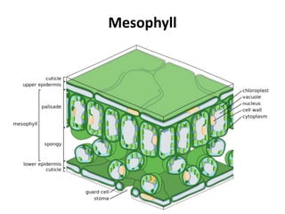 Mesophyll
 