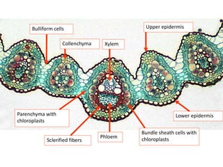 Bulliform cells
Bundle sheath cells with
chloroplasts
Parenchyma with
chloroplasts
Phloem
Xylem
Lower epidermis
Upper epidermis
Sclerified fibers
Collenchyma
 