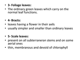 • 3- Foliage leaves:
• The ordinary green leaves which carry on the
normal leaf functions.
• 4- Bracts:
• leaves having a flower in their axils
• usually simpler and smaller than ordinary leaves
• 5- Scale leaves:
• present on all subterraneran stems and on some
aerial ones
• thin, membranous and devoid of chlorophyll
 