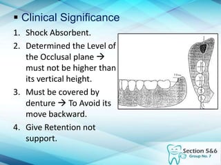  Clinical Significance
1. Shock Absorbent.
2. Determined the Level of
the Occlusal plane 
must not be higher than
its vertical height.
3. Must be covered by
denture  To Avoid its
move backward.
4. Give Retention not
support.
 