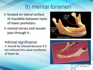 8) mental foramen
 located on lateral surface
of mandible between roots
of lower premolars .
 mental nerves and vessels
pass through it .
clinical significance
 should be relieved because if it
not relieved this cause numbness
of lower lip
 