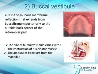 2) Buccal vestibule
 It is the mucous membrane
reflection that extends from
buccalfrenum posteriorly to the
outside back corner of the
retromolar pad.
The size of buccal vestibule varies with :
1. The contraction of buccinator muscle
2. The amount of bone lost from the
mandible
 