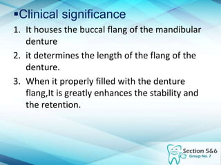 Clinical significance
1. It houses the buccal flang of the mandibular
denture
2. it determines the length of the flang of the
denture.
3. When it properly filled with the denture
flang,It is greatly enhances the stability and
the retention.
 