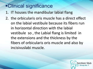 Clinical significance
1. IT houses the mandibular labial flang
2. the orbicularis oris muscle has a direct effect
on the labial vestibule because its fibers run
in horizontal direction with the labial
vestibule so , the Labial flang is limited in
the extensions and the thickness by the
fibers of orbicularis oris muscle and also by
incisivuslabi muscle.
 