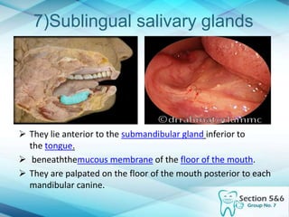 7)Sublingual salivary glands
 They lie anterior to the submandibular gland inferior to
the tongue.
 beneaththemucous membrane of the floor of the mouth.
 They are palpated on the floor of the mouth posterior to each
mandibular canine.
 