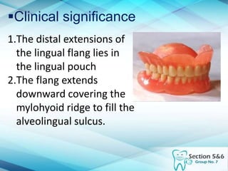 Clinical significance
1.The distal extensions of
the lingual flang lies in
the lingual pouch
2.The flang extends
downward covering the
mylohyoid ridge to fill the
alveolingual sulcus.
 