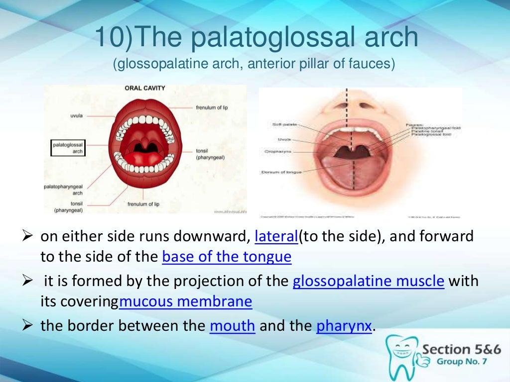 Intra oral mandibular landmarks