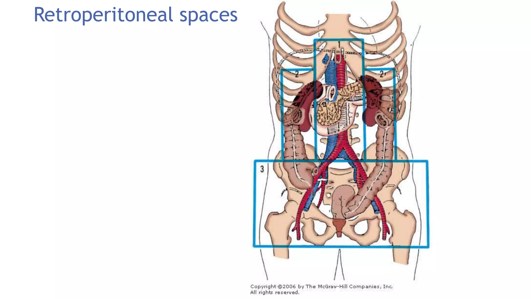 Retroperitoneal spaces
 
