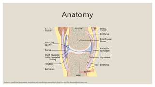Anatomy
Lories RJ (2008) Joint homeostasis, restoration, and remodeling in osteoarthritis. Best Pract Res Clin Rheumatol 22(2):209–220
 