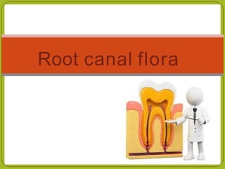Root canal flora
 