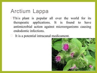Arctium Lappa
all over the world for itsThis plant is popular
therapeutic applications. It is found to have
antimicrobial action against microorganisms causing
endodontic infections.
 It is a potential intracanal medicament.
 