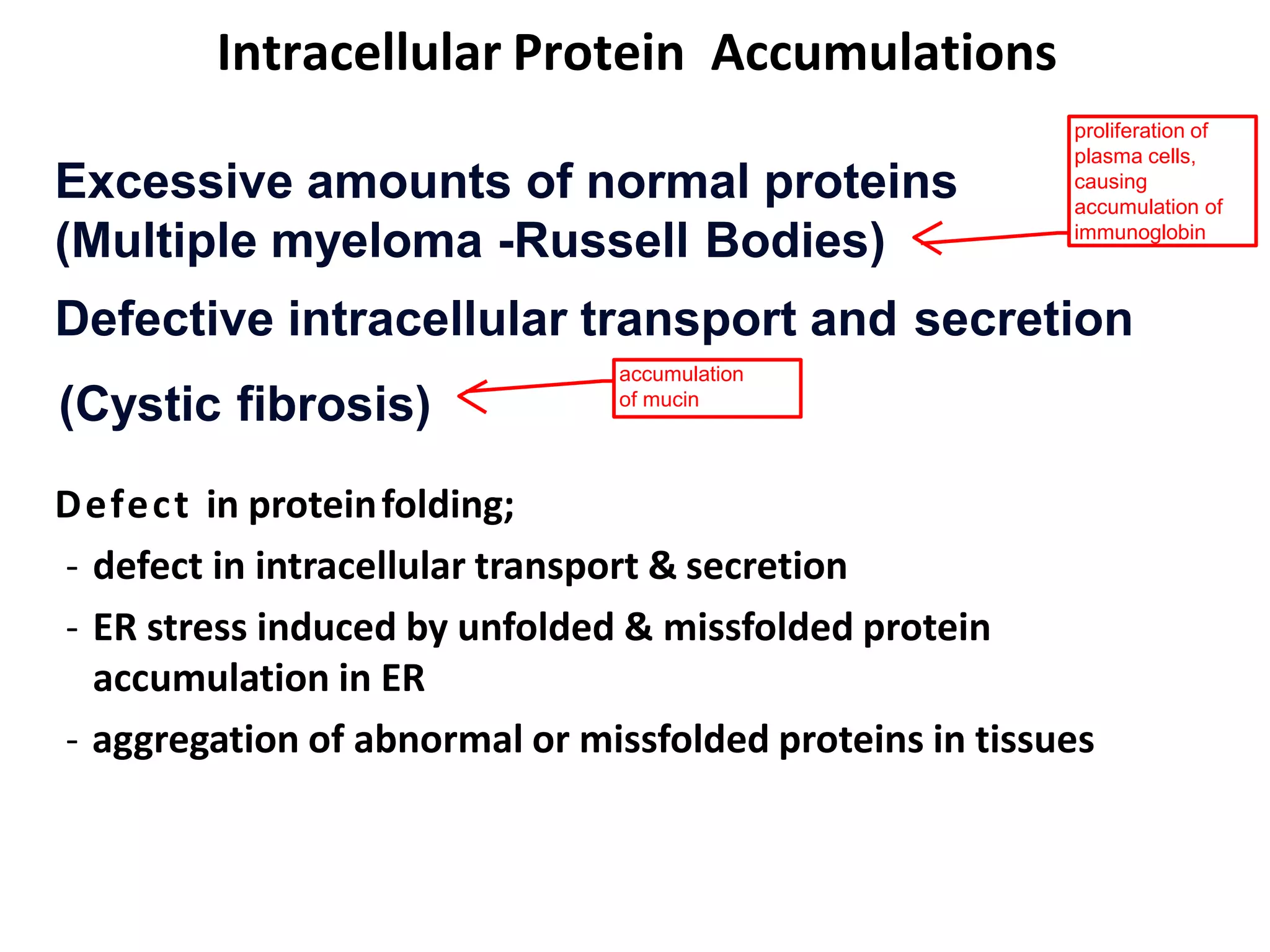 Intracellular Protein Accumulations
Defective intracellular transport and secretion
Excessive amounts of normal proteins
(Multiple myeloma -Russell Bodies)
accumulation
of mucin
(Cystic fibrosis)
proliferation of
plasma cells,
causing
accumulation of
immunoglobin
Defect in proteinfolding;
- defect in intracellular transport & secretion
- ER stress induced by unfolded & missfolded protein
accumulation in ER
- aggregation of abnormal or missfolded proteins in tissues
 
