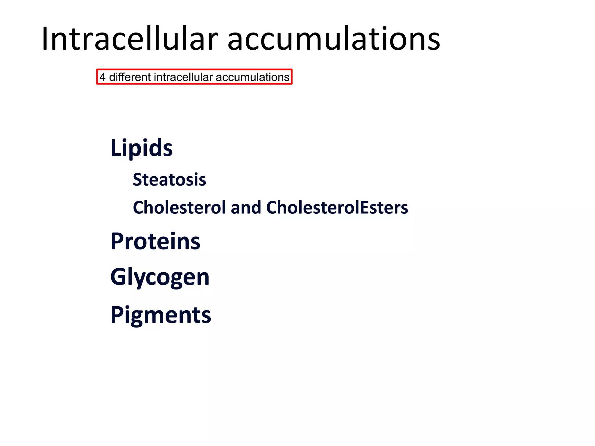 Intracellular accumulations
4 different intracellular accumulations
Lipids
Steatosis
Cholesterol and CholesterolEsters
Proteins
Glycogen
Pigments
 