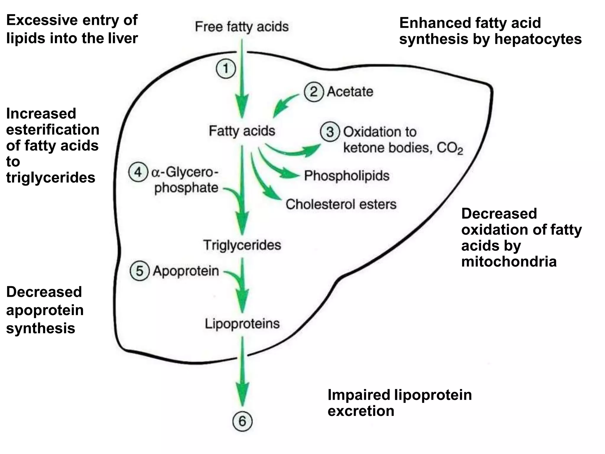 Excessive entry of
lipids into the liver
Enhanced fatty acid
synthesis by hepatocytes
Decreased
oxidation of fatty
acids by
mitochondria
Increased
esterification
of fatty acids
to
triglycerides
Decreased
apoprotein
synthesis
Impaired lipoprotein
excretion
 