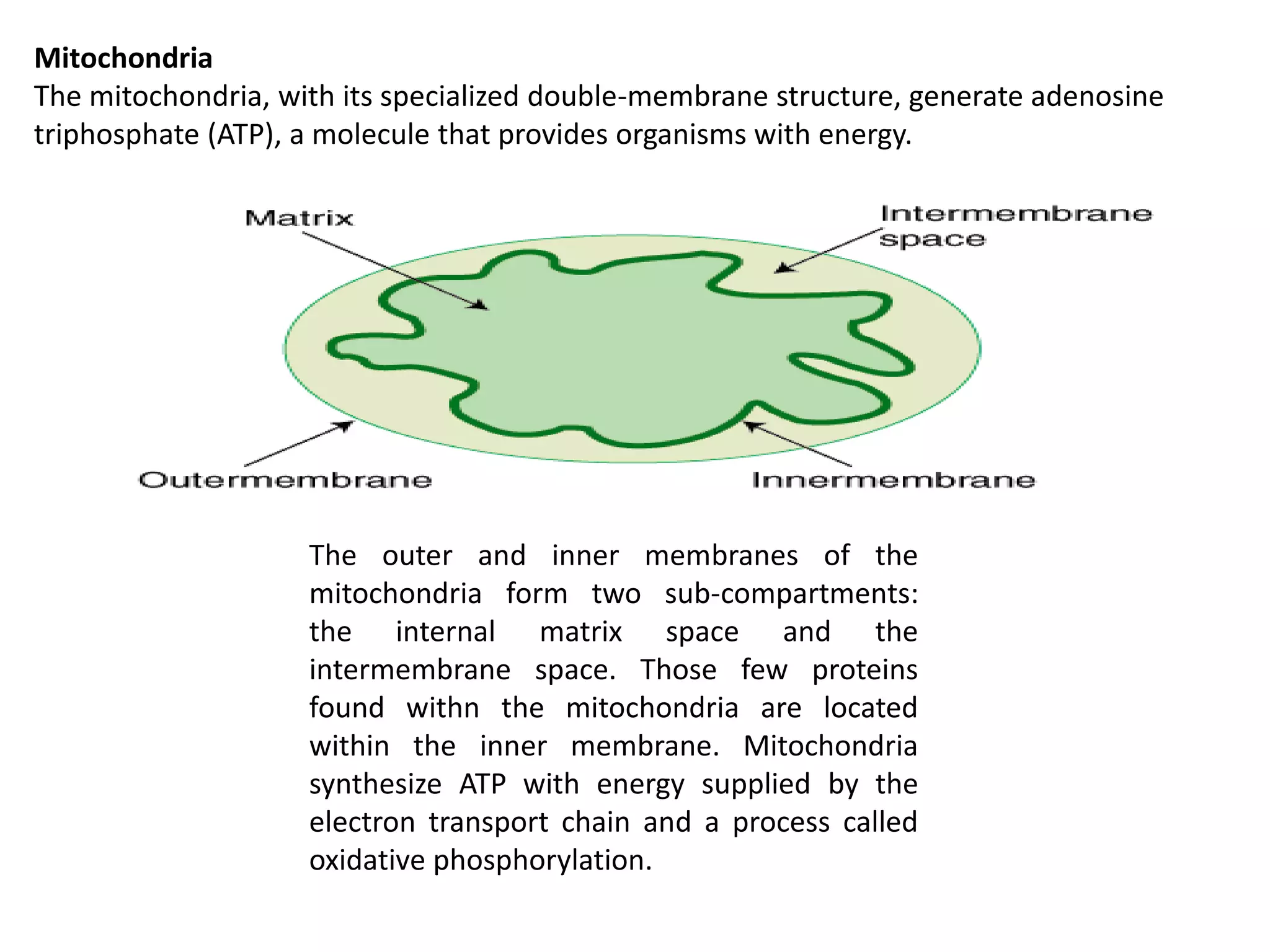Mitochondria
The mitochondria, with its specialized double-membrane structure, generate adenosine
triphosphate (ATP), a molecule that provides organisms with energy.
The outer and inner membranes of the
mitochondria form two sub-compartments:
the internal matrix space and the
intermembrane space. Those few proteins
found withn the mitochondria are located
within the inner membrane. Mitochondria
synthesize ATP with energy supplied by the
electron transport chain and a process called
oxidative phosphorylation.
 