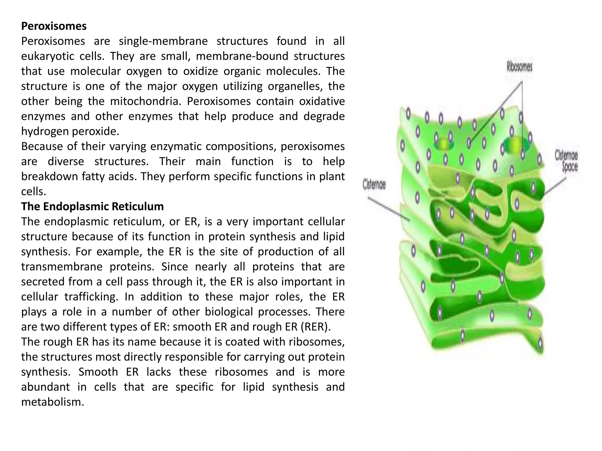 Peroxisomes
Peroxisomes are single-membrane structures found in all
eukaryotic cells. They are small, membrane-bound structures
that use molecular oxygen to oxidize organic molecules. The
structure is one of the major oxygen utilizing organelles, the
other being the mitochondria. Peroxisomes contain oxidative
enzymes and other enzymes that help produce and degrade
hydrogen peroxide.
Because of their varying enzymatic compositions, peroxisomes
are diverse structures. Their main function is to help
breakdown fatty acids. They perform specific functions in plant
cells.
The Endoplasmic Reticulum
The endoplasmic reticulum, or ER, is a very important cellular
structure because of its function in protein synthesis and lipid
synthesis. For example, the ER is the site of production of all
transmembrane proteins. Since nearly all proteins that are
secreted from a cell pass through it, the ER is also important in
cellular trafficking. In addition to these major roles, the ER
plays a role in a number of other biological processes. There
are two different types of ER: smooth ER and rough ER (RER).
The rough ER has its name because it is coated with ribosomes,
the structures most directly responsible for carrying out protein
synthesis. Smooth ER lacks these ribosomes and is more
abundant in cells that are specific for lipid synthesis and
metabolism.
 