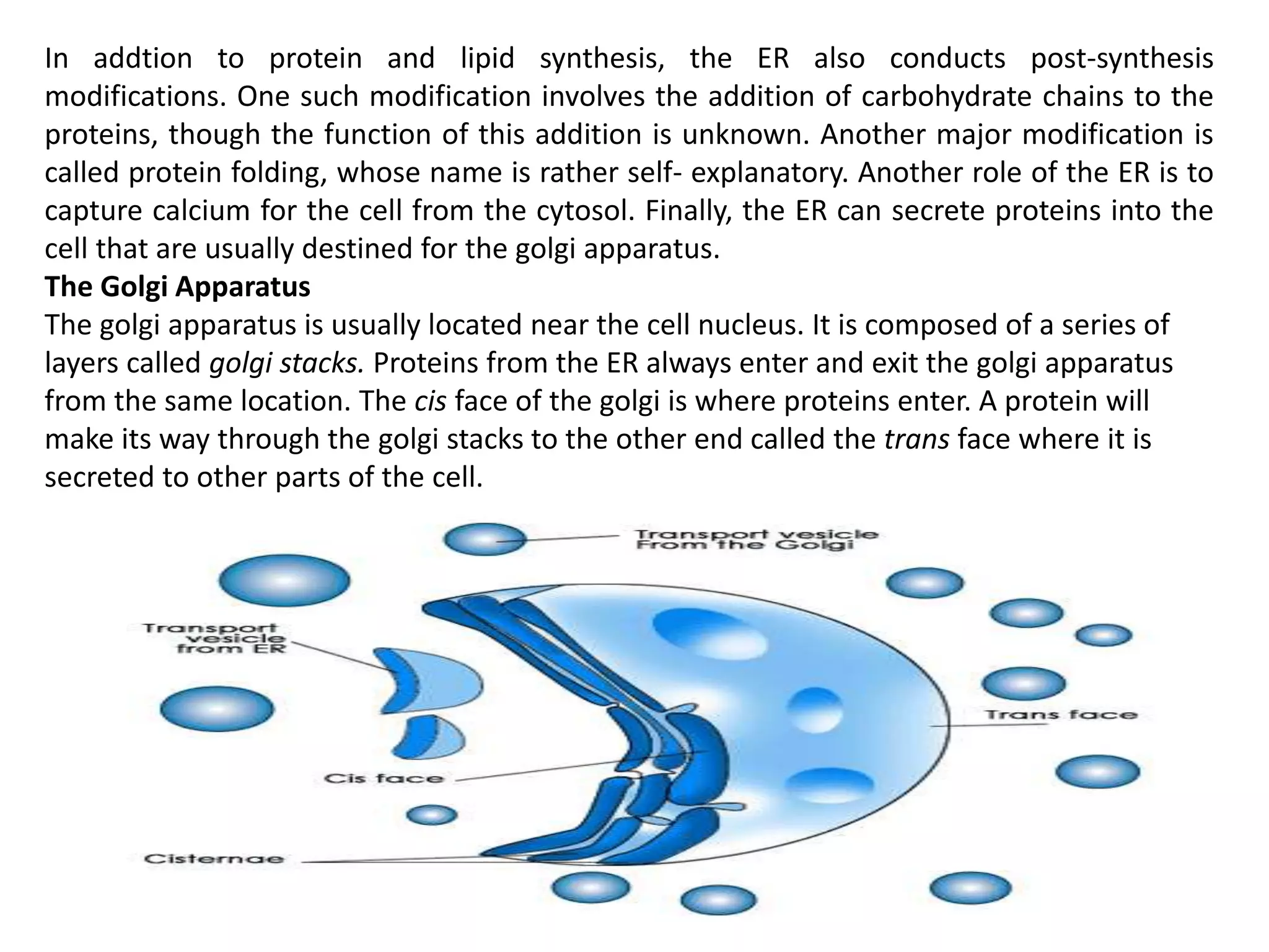 In addtion to protein and lipid synthesis, the ER also conducts post-synthesis
modifications. One such modification involves the addition of carbohydrate chains to the
proteins, though the function of this addition is unknown. Another major modification is
called protein folding, whose name is rather self- explanatory. Another role of the ER is to
capture calcium for the cell from the cytosol. Finally, the ER can secrete proteins into the
cell that are usually destined for the golgi apparatus.
The Golgi Apparatus
The golgi apparatus is usually located near the cell nucleus. It is composed of a series of
layers called golgi stacks. Proteins from the ER always enter and exit the golgi apparatus
from the same location. The cis face of the golgi is where proteins enter. A protein will
make its way through the golgi stacks to the other end called the trans face where it is
secreted to other parts of the cell.
 