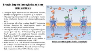 Intracellular Protein Trafficking.pdf for msc zoology | PDF