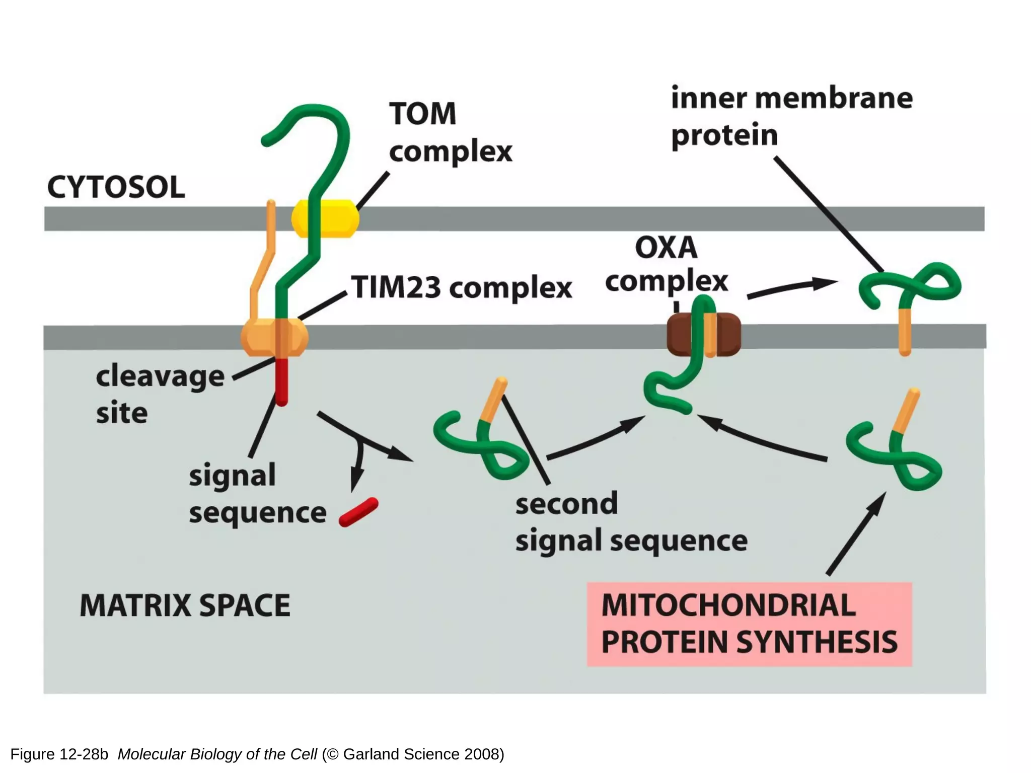 Figure 12-28b Molecular Biology of the Cell (© Garland Science 2008)
 