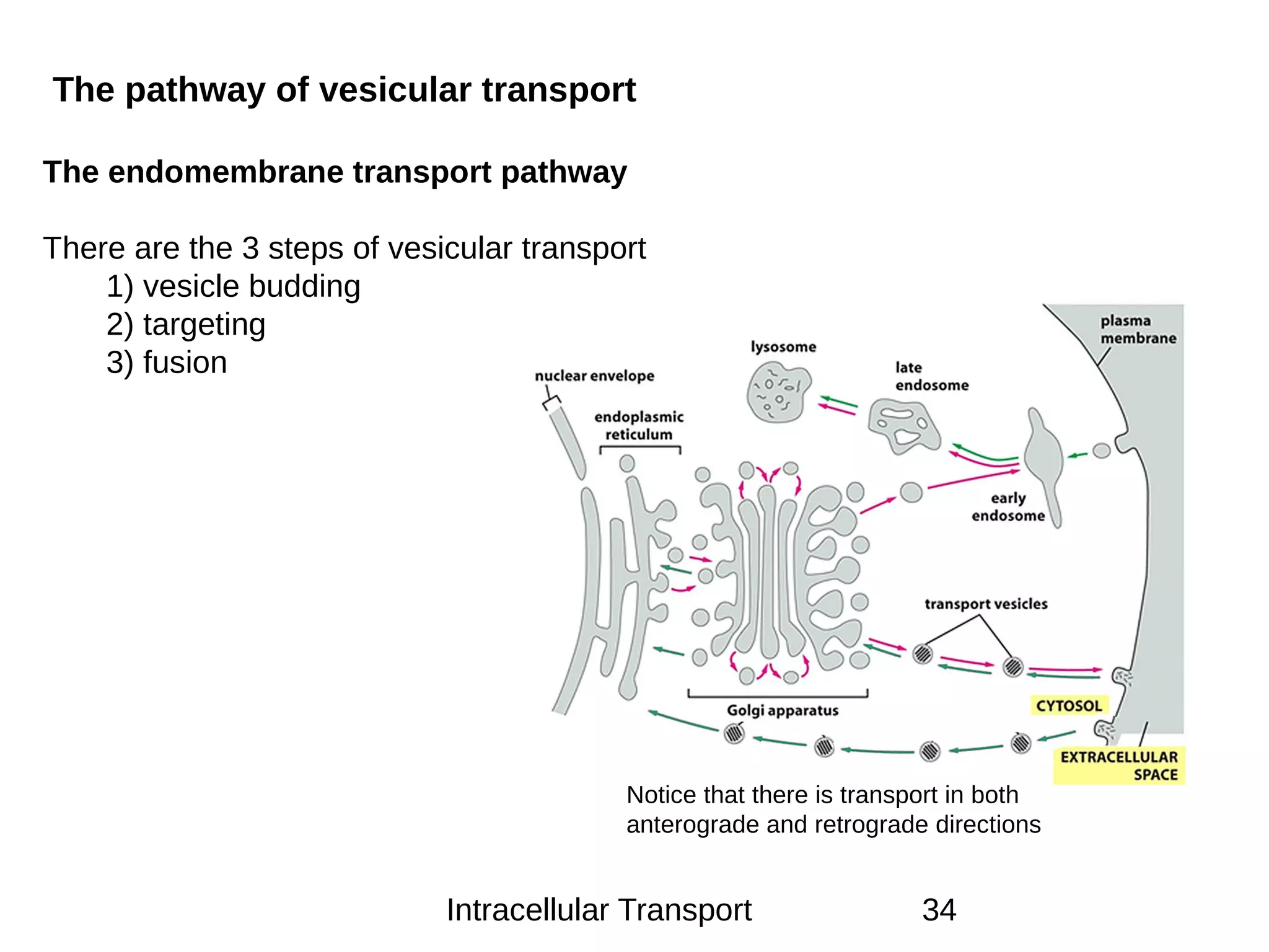 Intracellular Transport 34
The pathway of vesicular transport
The endomembrane transport pathway
There are the 3 steps of vesicular transport
1) vesicle budding
2) targeting
3) fusion
Notice that there is transport in both
anterograde and retrograde directions
 