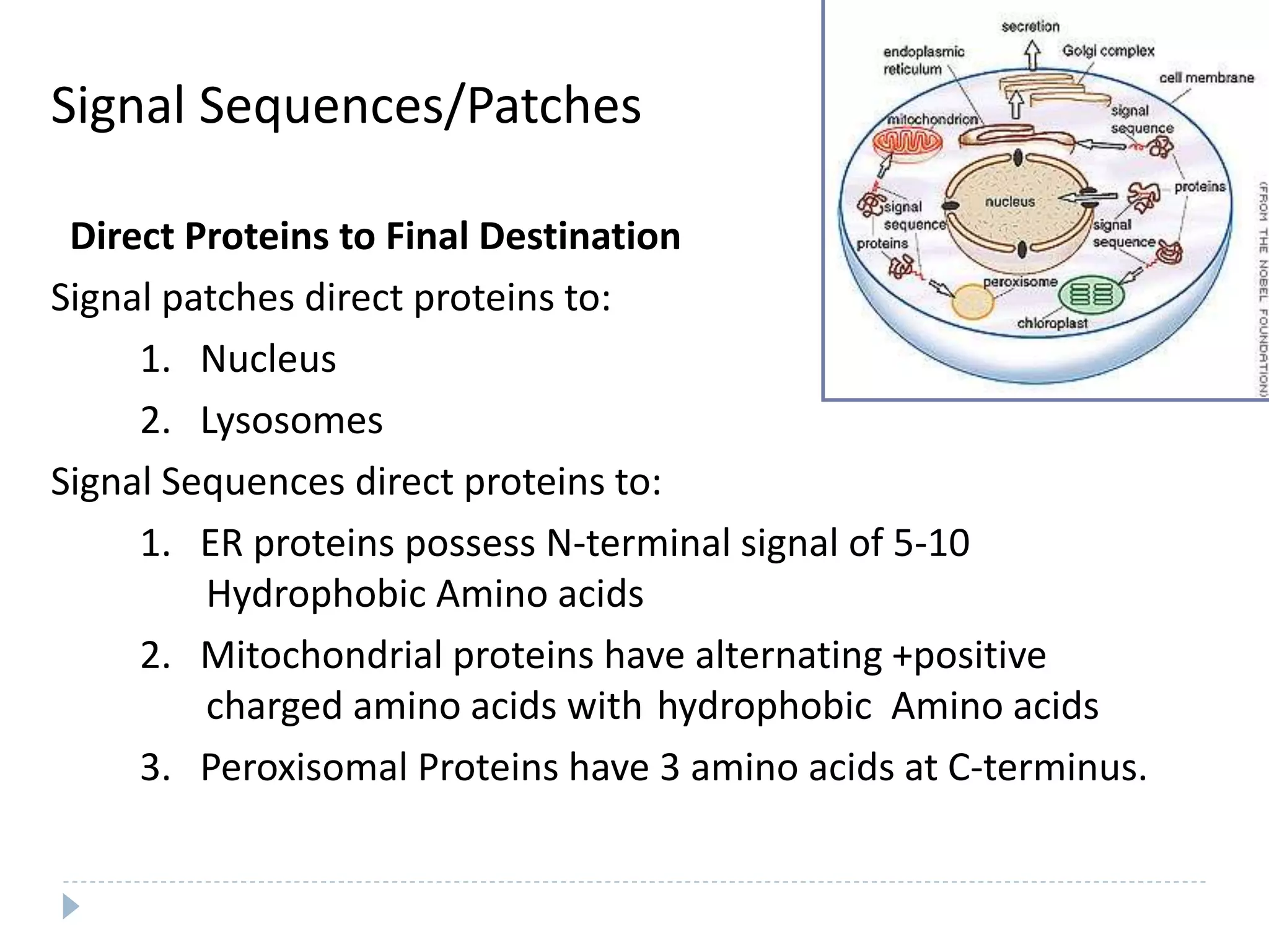 Signal Sequences/Patches
Direct Proteins to Final Destination
Signal patches direct proteins to:
1. Nucleus
2. Lysosomes
Signal Sequences direct proteins to:
1. ER proteins possess N-terminal signal of 5-10
Hydrophobic Amino acids
2. Mitochondrial proteins have alternating +positive
charged amino acids with hydrophobic Amino acids
3. Peroxisomal Proteins have 3 amino acids at C-terminus.
 