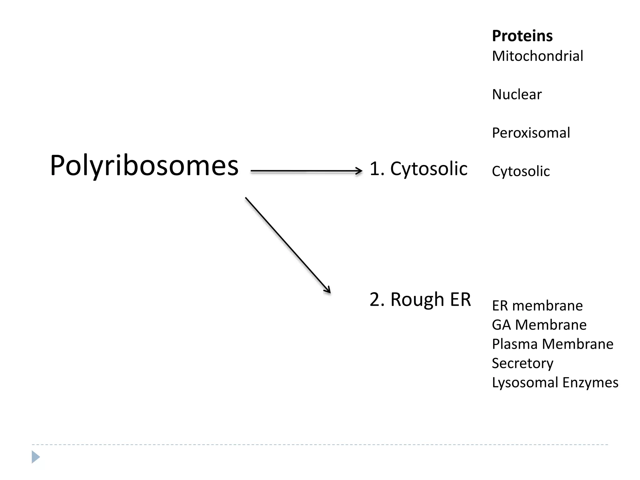 Polyribosomes 1. Cytosolic
2. Rough ER
Proteins
Mitochondrial
Nuclear
Peroxisomal
Cytosolic
ER membrane
GA Membrane
Plasma Membrane
Secretory
Lysosomal Enzymes
 