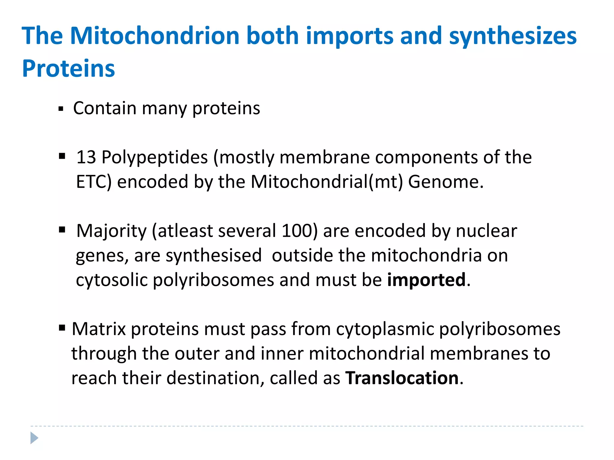 The Mitochondrion both imports and synthesizes
Proteins
 Contain many proteins
 13 Polypeptides (mostly membrane components of the
ETC) encoded by the Mitochondrial(mt) Genome.
 Majority (atleast several 100) are encoded by nuclear
genes, are synthesised outside the mitochondria on
cytosolic polyribosomes and must be imported.
 Matrix proteins must pass from cytoplasmic polyribosomes
through the outer and inner mitochondrial membranes to
reach their destination, called as Translocation.
 