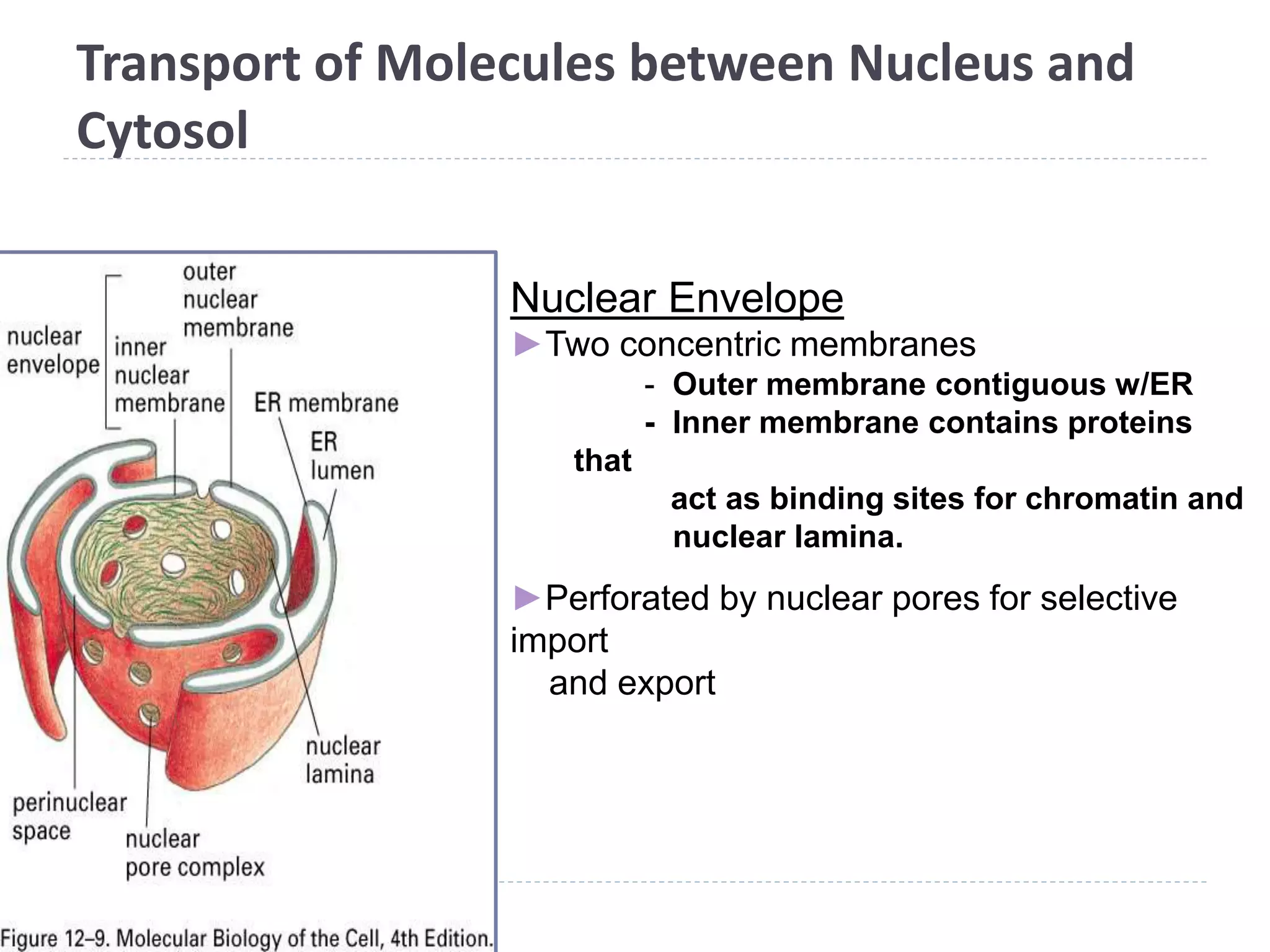 Transport of Molecules between Nucleus and
Cytosol
Nuclear Envelope
►Two concentric membranes
- Outer membrane contiguous w/ER
- Inner membrane contains proteins
that
act as binding sites for chromatin and
nuclear lamina.
►Perforated by nuclear pores for selective
import
and export
 