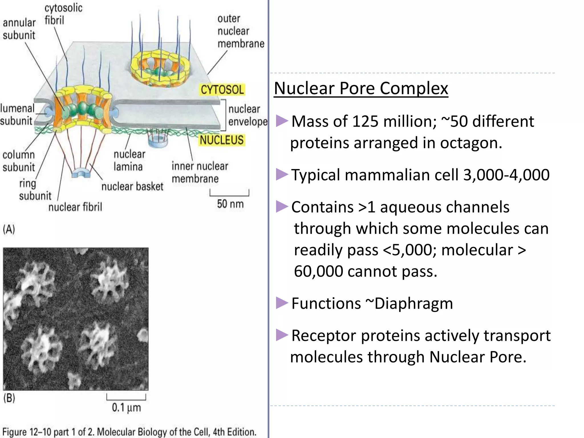 Nuclear Pore Complex
►Mass of 125 million; ~50 different
proteins arranged in octagon.
►Typical mammalian cell 3,000-4,000
►Contains >1 aqueous channels
through which some molecules can
readily pass <5,000; molecular >
60,000 cannot pass.
►Functions ~Diaphragm
►Receptor proteins actively transport
molecules through Nuclear Pore.
 