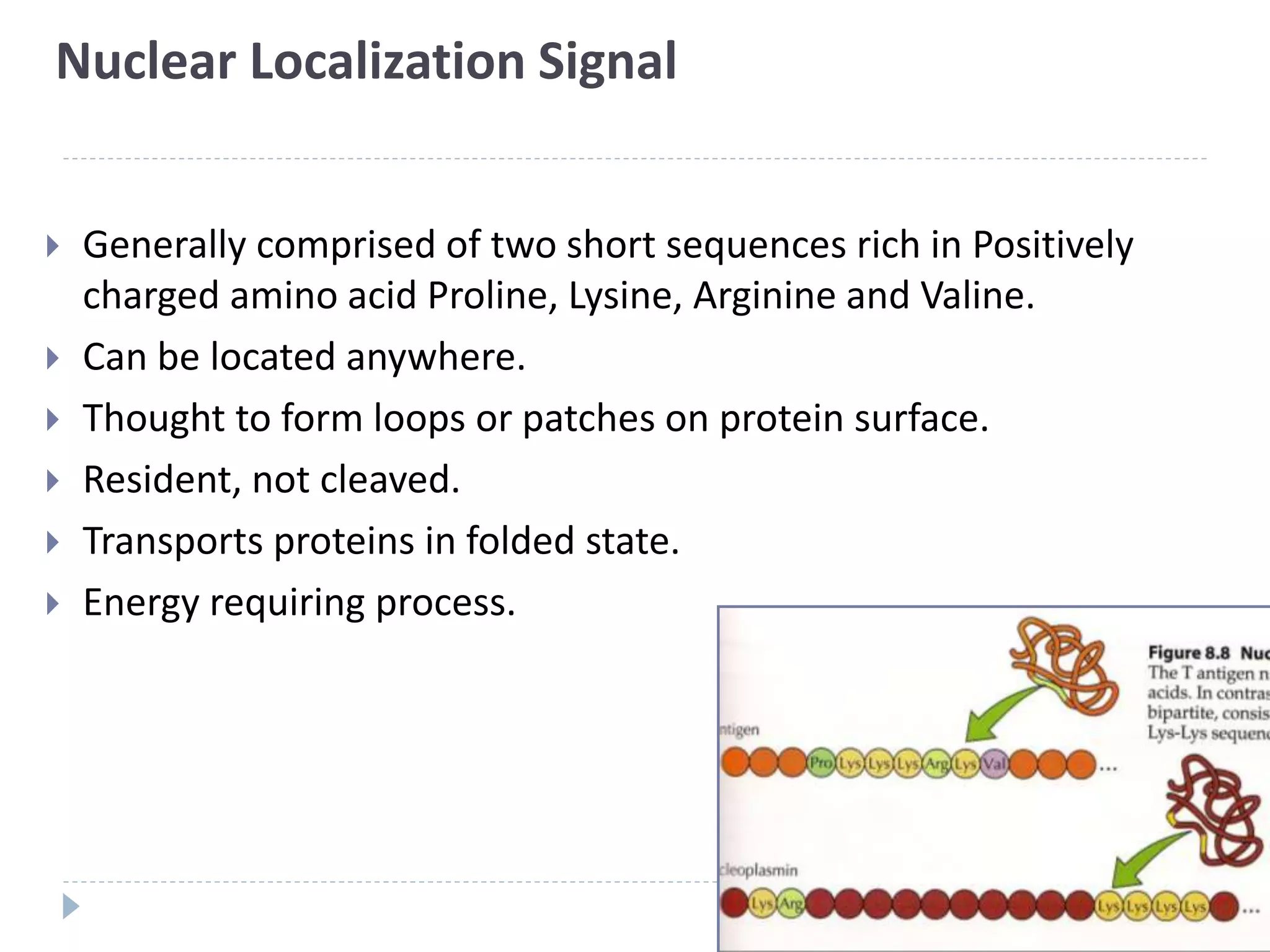 Nuclear Localization Signal
 Generally comprised of two short sequences rich in Positively
charged amino acid Proline, Lysine, Arginine and Valine.
 Can be located anywhere.
 Thought to form loops or patches on protein surface.
 Resident, not cleaved.
 Transports proteins in folded state.
 Energy requiring process.
 