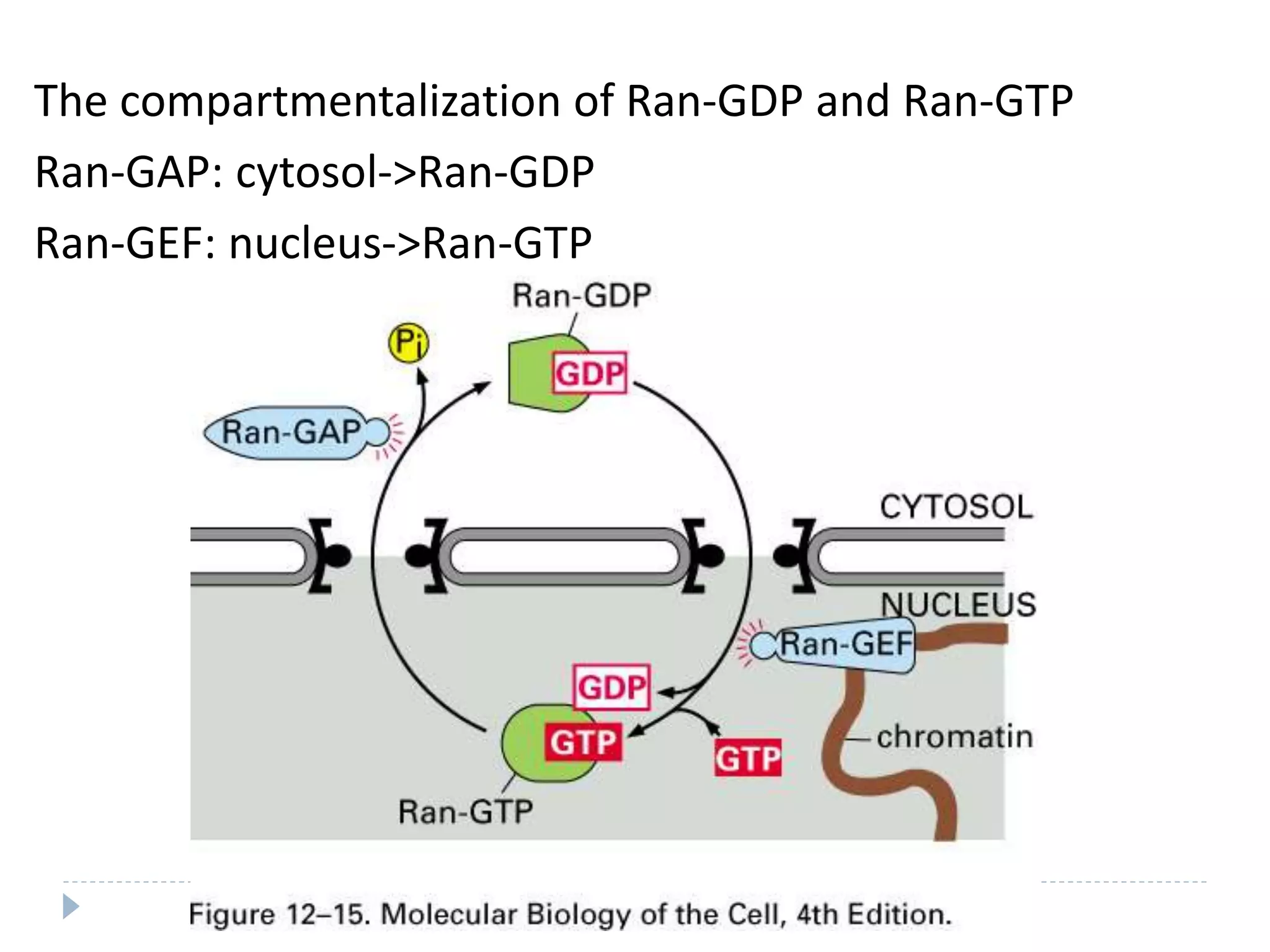 The compartmentalization of Ran-GDP and Ran-GTP
Ran-GAP: cytosol->Ran-GDP
Ran-GEF: nucleus->Ran-GTP
 