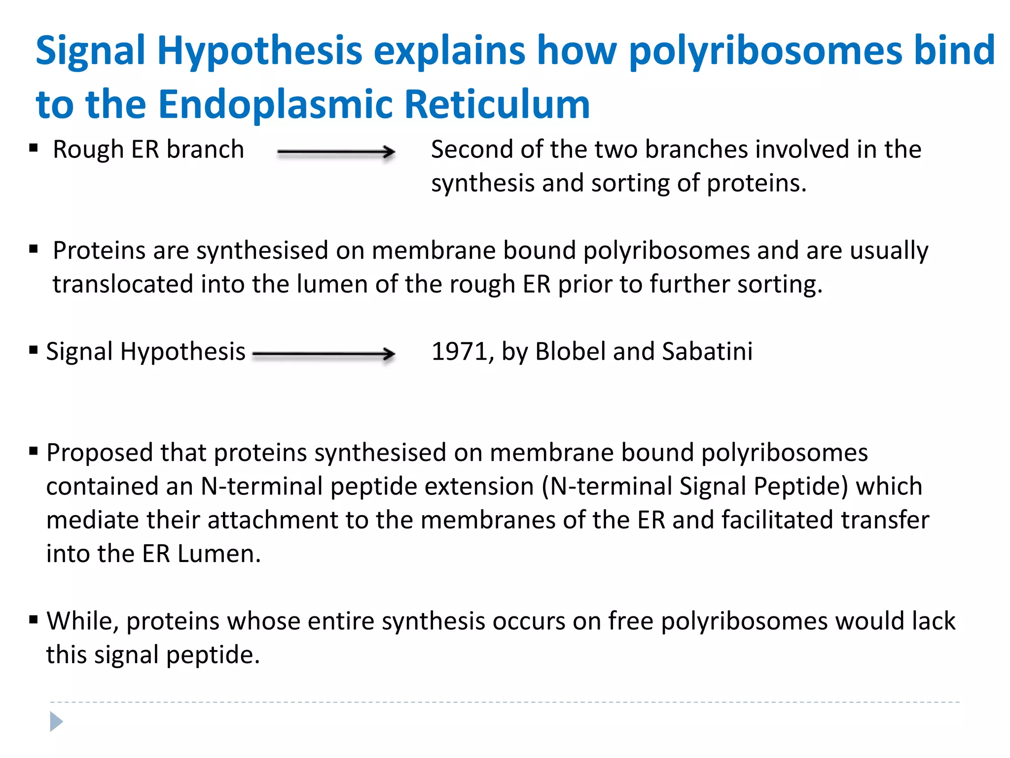 Signal Hypothesis explains how polyribosomes bind
to the Endoplasmic Reticulum
 Rough ER branch Second of the two branches involved in the
synthesis and sorting of proteins.
 Proteins are synthesised on membrane bound polyribosomes and are usually
translocated into the lumen of the rough ER prior to further sorting.
 Signal Hypothesis 1971, by Blobel and Sabatini
 Proposed that proteins synthesised on membrane bound polyribosomes
contained an N-terminal peptide extension (N-terminal Signal Peptide) which
mediate their attachment to the membranes of the ER and facilitated transfer
into the ER Lumen.
 While, proteins whose entire synthesis occurs on free polyribosomes would lack
this signal peptide.
 