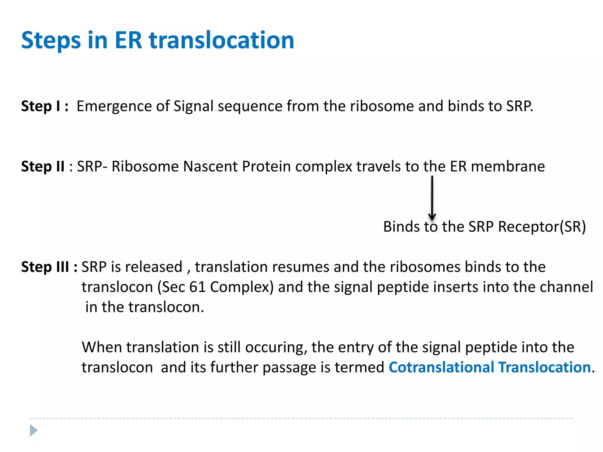 Steps in ER translocation
Step I : Emergence of Signal sequence from the ribosome and binds to SRP.
Step II : SRP- Ribosome Nascent Protein complex travels to the ER membrane
Binds to the SRP Receptor(SR)
Step III : SRP is released , translation resumes and the ribosomes binds to the
translocon (Sec 61 Complex) and the signal peptide inserts into the channel
in the translocon.
When translation is still occuring, the entry of the signal peptide into the
translocon and its further passage is termed Cotranslational Translocation.
 