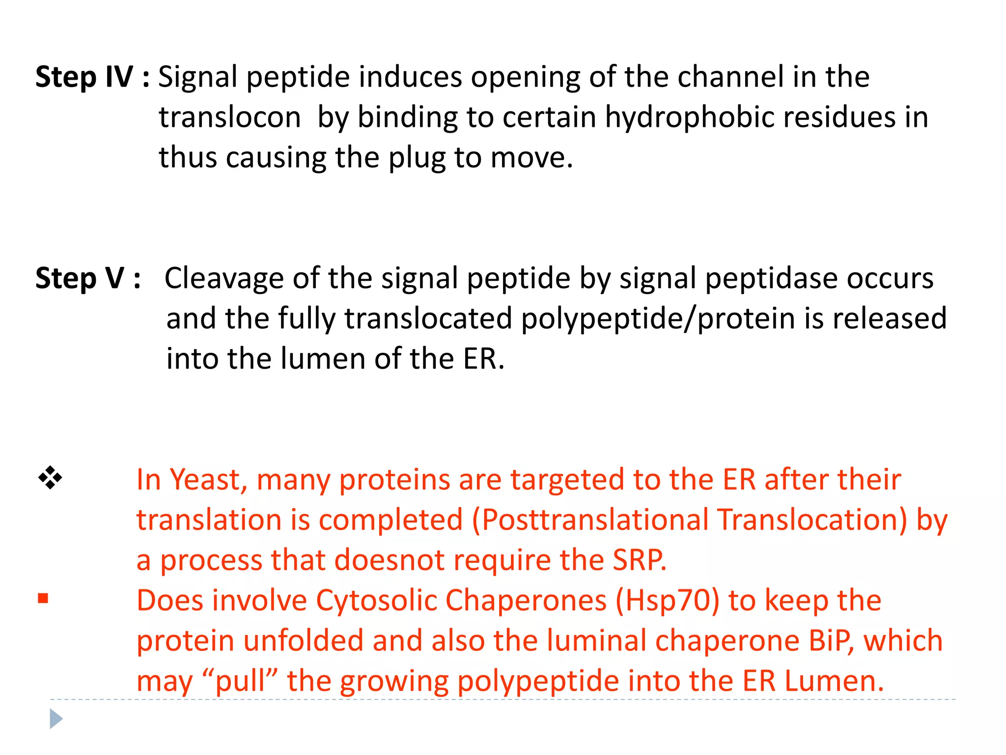 Step IV : Signal peptide induces opening of the channel in the
translocon by binding to certain hydrophobic residues in
thus causing the plug to move.
Step V : Cleavage of the signal peptide by signal peptidase occurs
and the fully translocated polypeptide/protein is released
into the lumen of the ER.
 In Yeast, many proteins are targeted to the ER after their
translation is completed (Posttranslational Translocation) by
a process that doesnot require the SRP.
 Does involve Cytosolic Chaperones (Hsp70) to keep the
protein unfolded and also the luminal chaperone BiP, which
may “pull” the growing polypeptide into the ER Lumen.
 