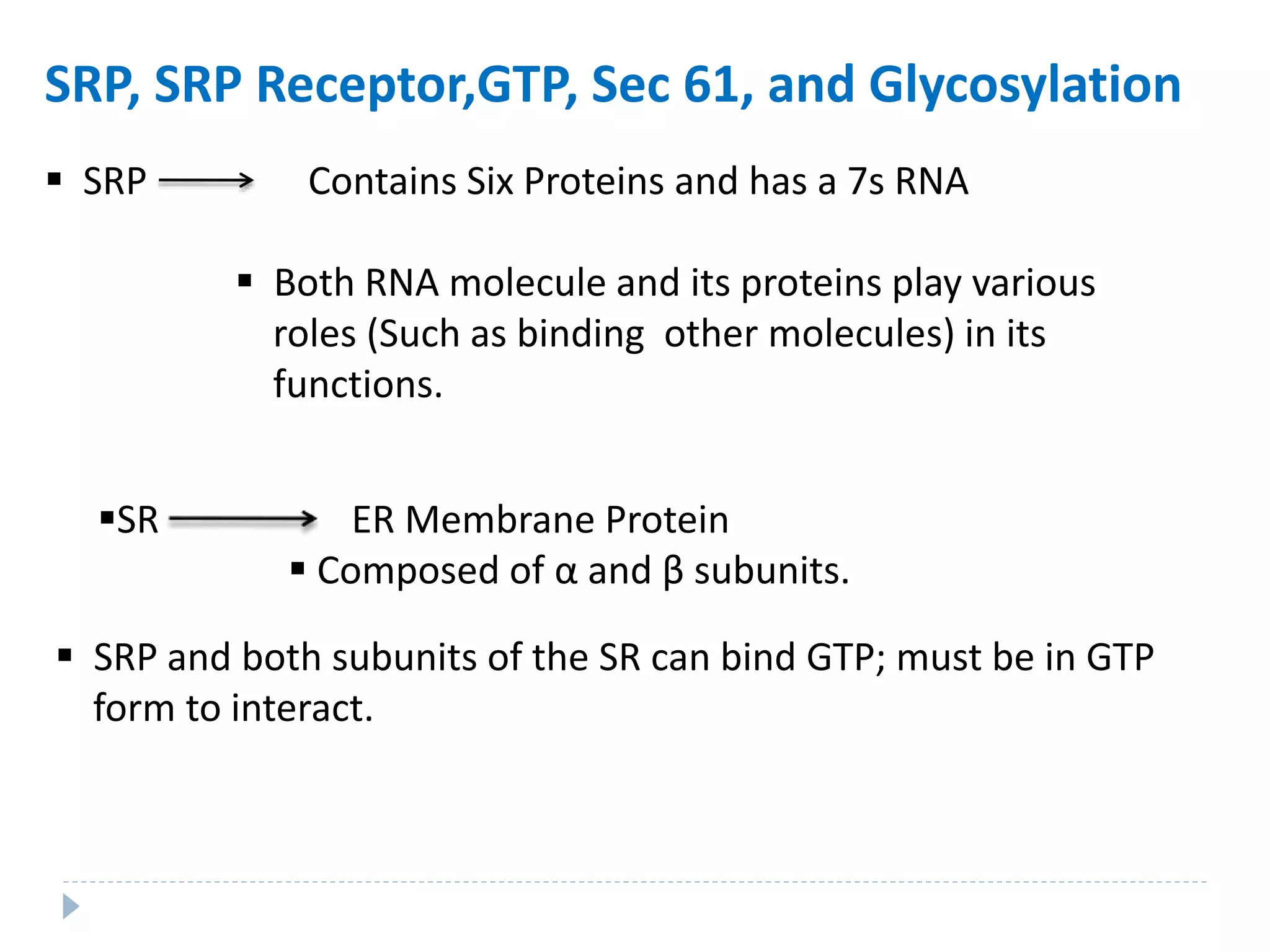 SRP, SRP Receptor,GTP, Sec 61, and Glycosylation
 SRP Contains Six Proteins and has a 7s RNA
 Both RNA molecule and its proteins play various
roles (Such as binding other molecules) in its
functions.
SR ER Membrane Protein
 Composed of α and β subunits.
 SRP and both subunits of the SR can bind GTP; must be in GTP
form to interact.
 