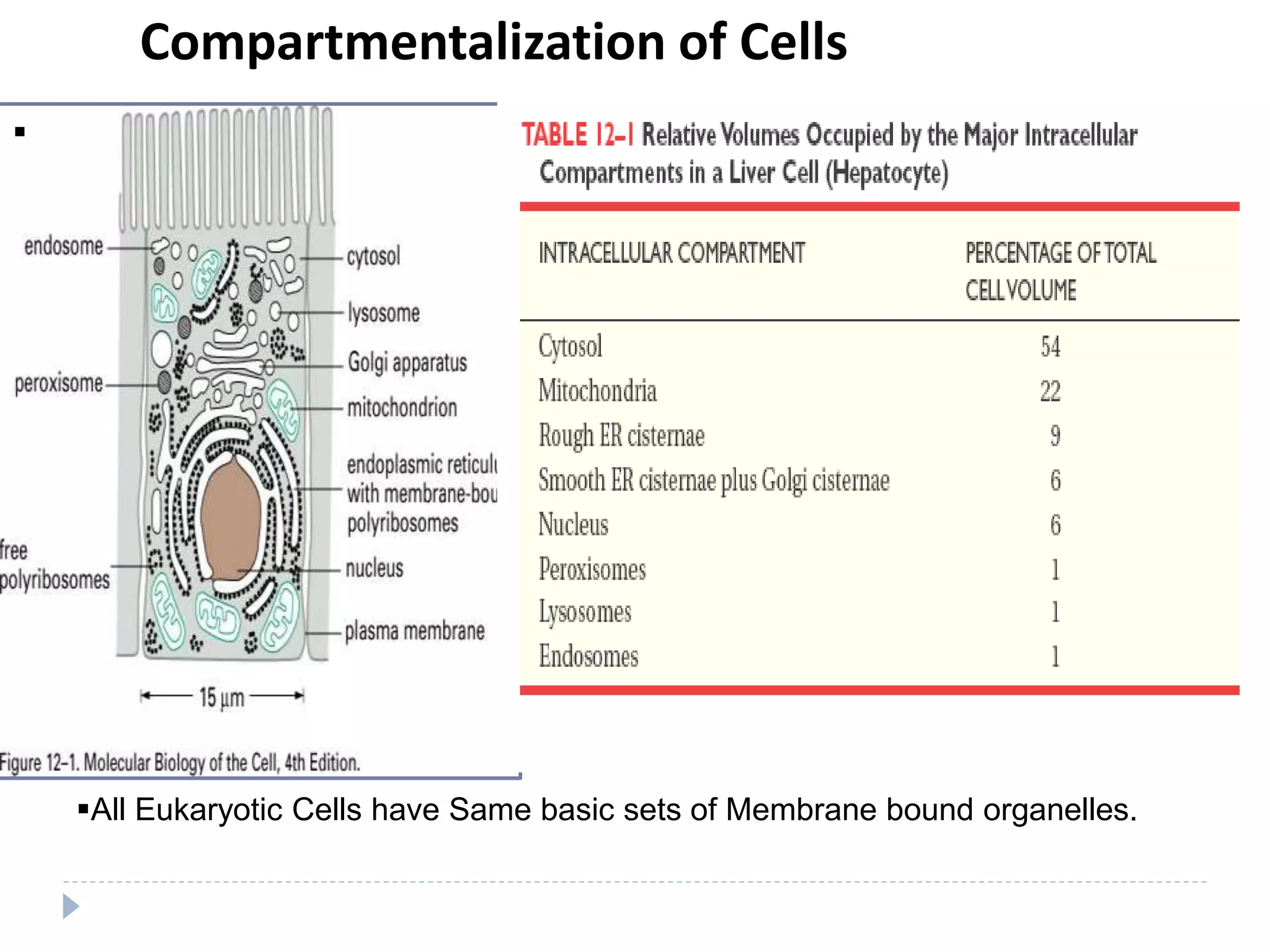 Compartmentalization of Cells

All Eukaryotic Cells have Same basic sets of Membrane bound organelles.
 