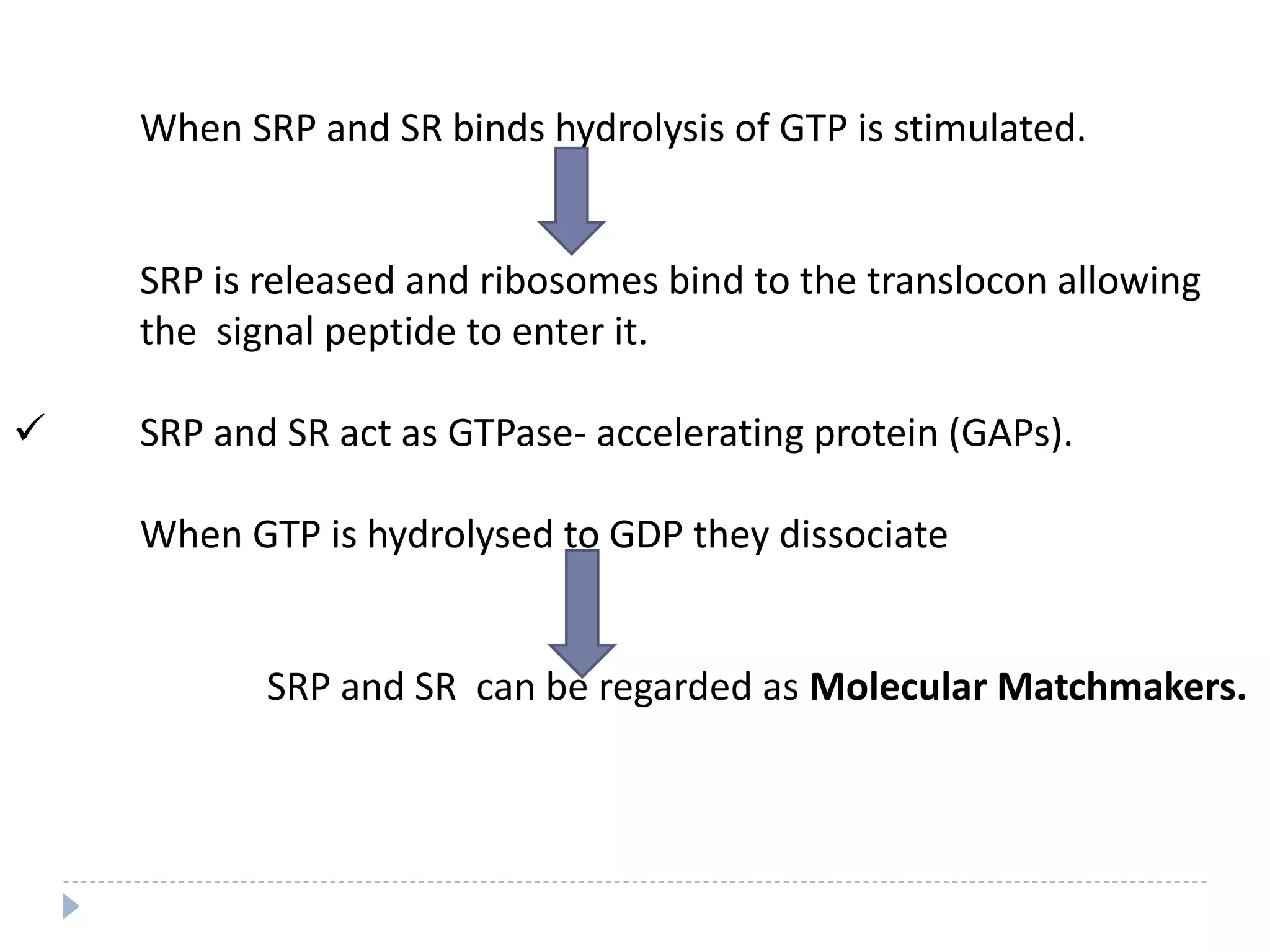 When SRP and SR binds hydrolysis of GTP is stimulated.
SRP is released and ribosomes bind to the translocon allowing
the signal peptide to enter it.
 SRP and SR act as GTPase- accelerating protein (GAPs).
When GTP is hydrolysed to GDP they dissociate
SRP and SR can be regarded as Molecular Matchmakers.
 