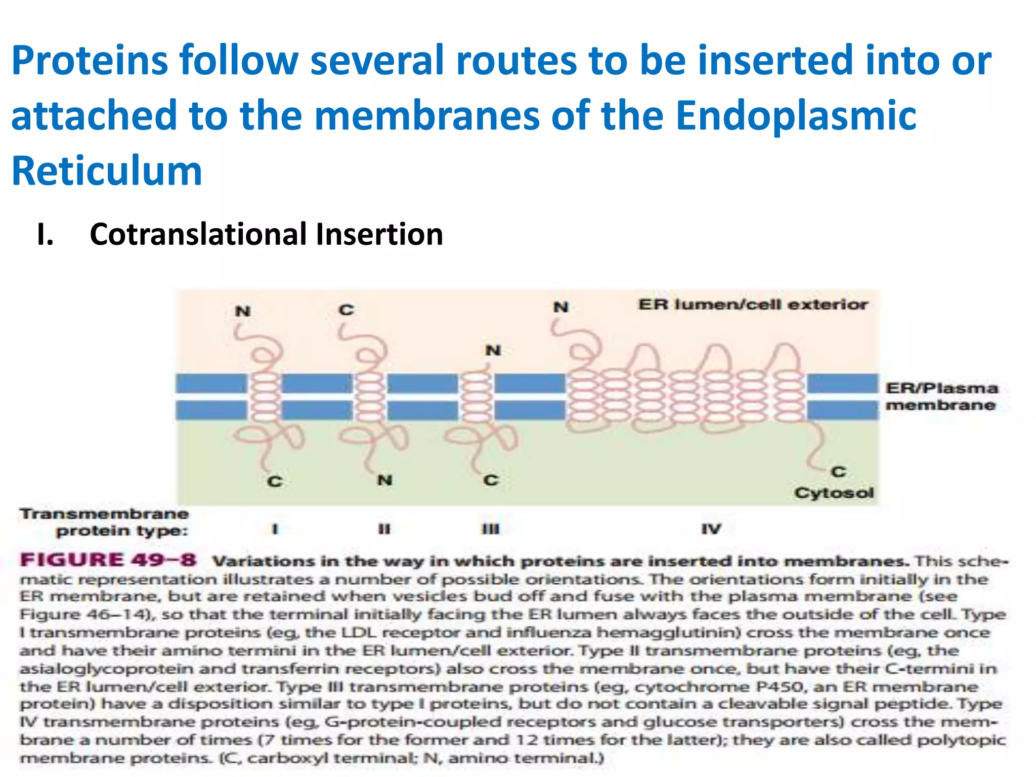 Proteins follow several routes to be inserted into or
attached to the membranes of the Endoplasmic
Reticulum
I. Cotranslational Insertion
 