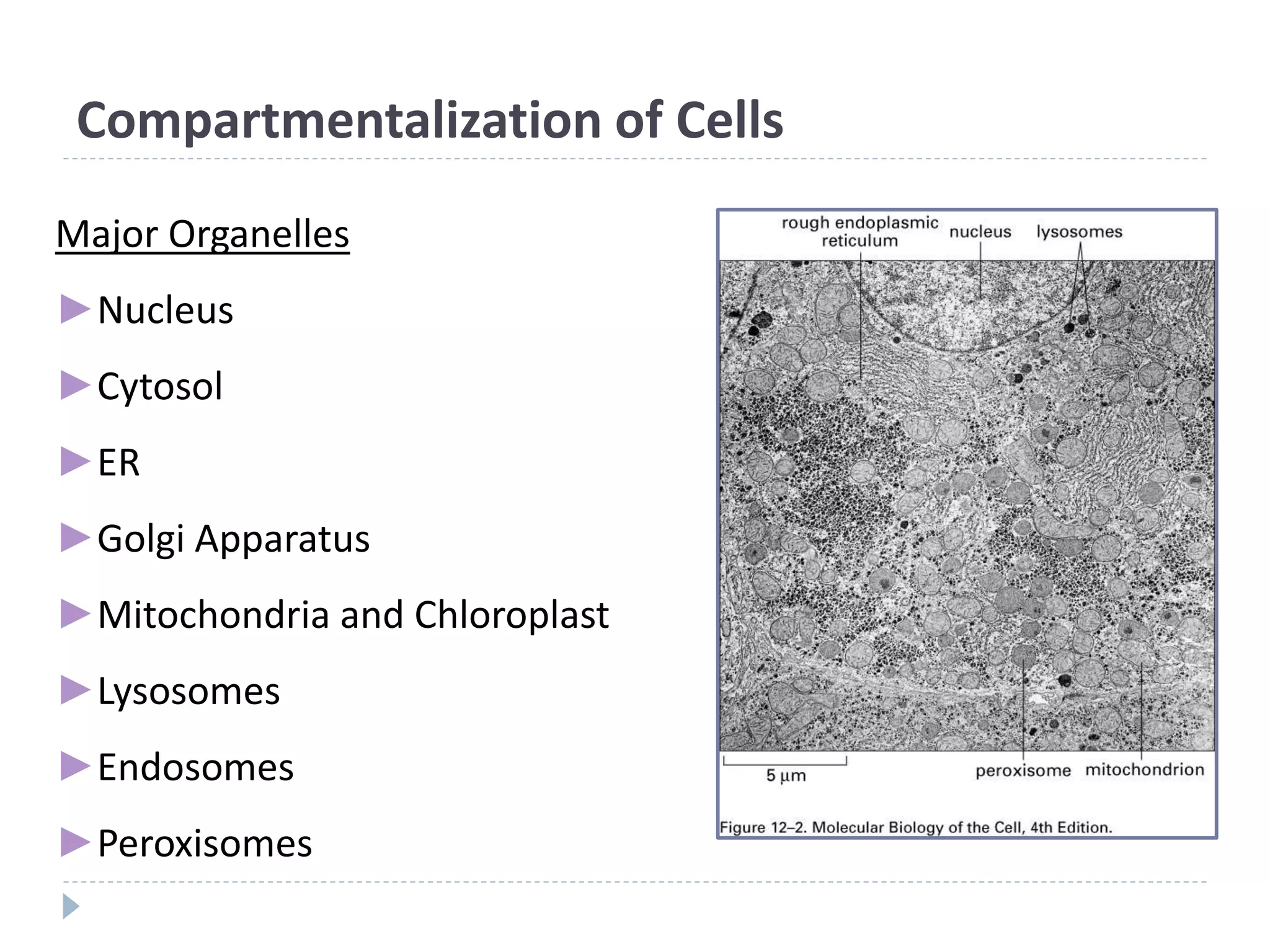 Compartmentalization of Cells
Major Organelles
►Nucleus
►Cytosol
►ER
►Golgi Apparatus
►Mitochondria and Chloroplast
►Lysosomes
►Endosomes
►Peroxisomes
 