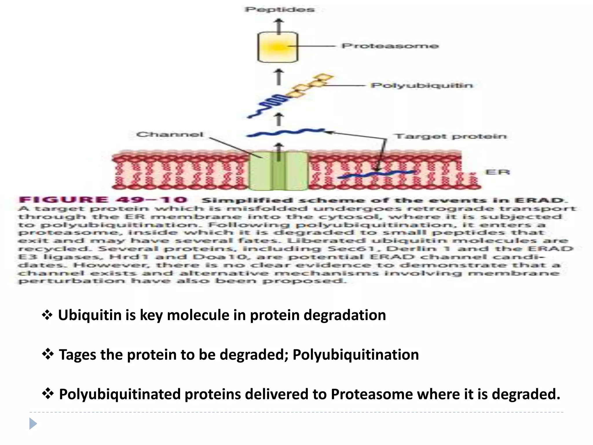  Ubiquitin is key molecule in protein degradation
 Tages the protein to be degraded; Polyubiquitination
 Polyubiquitinated proteins delivered to Proteasome where it is degraded.
 
