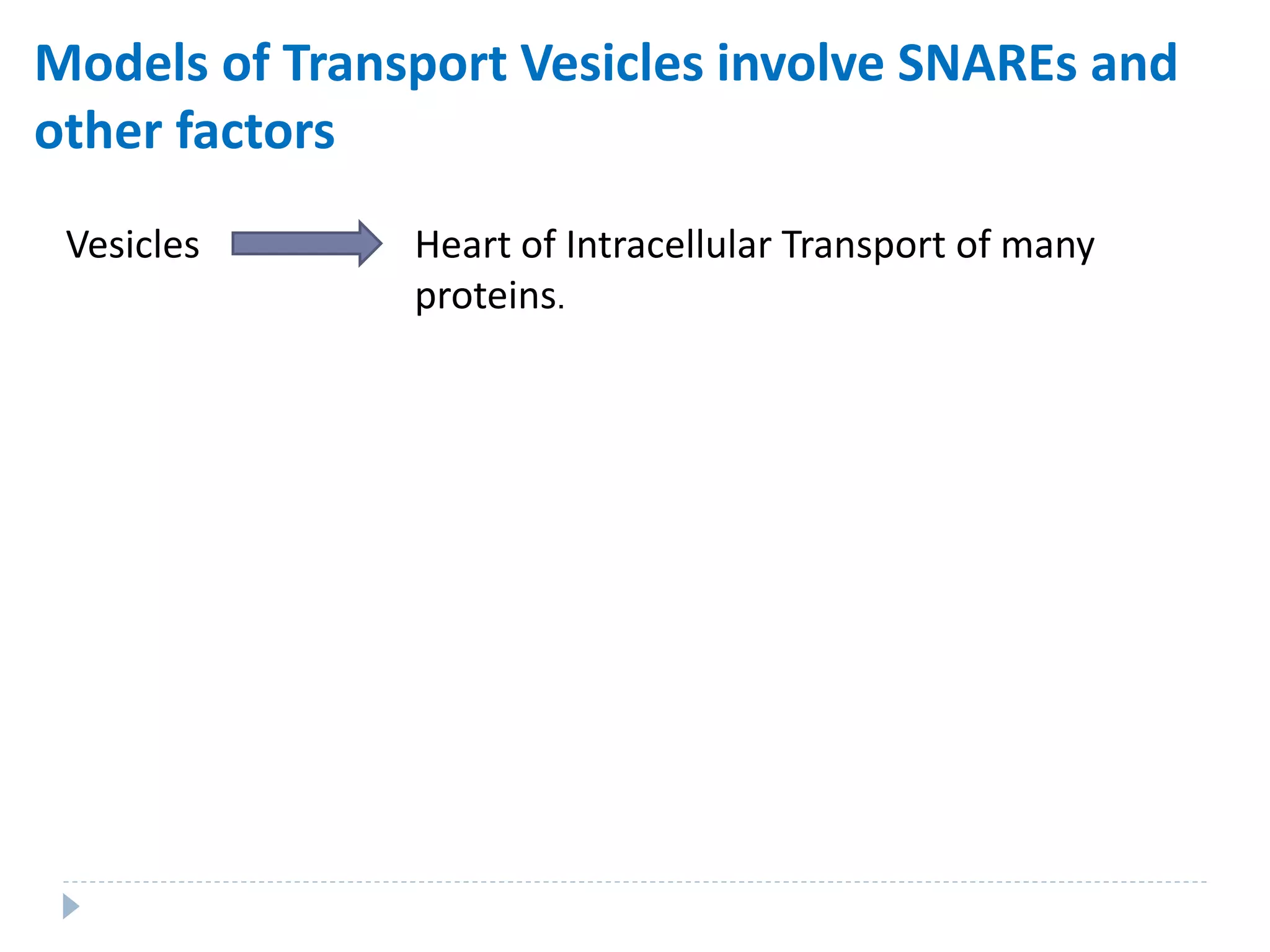 Models of Transport Vesicles involve SNAREs and
other factors
Vesicles Heart of Intracellular Transport of many
proteins.
 