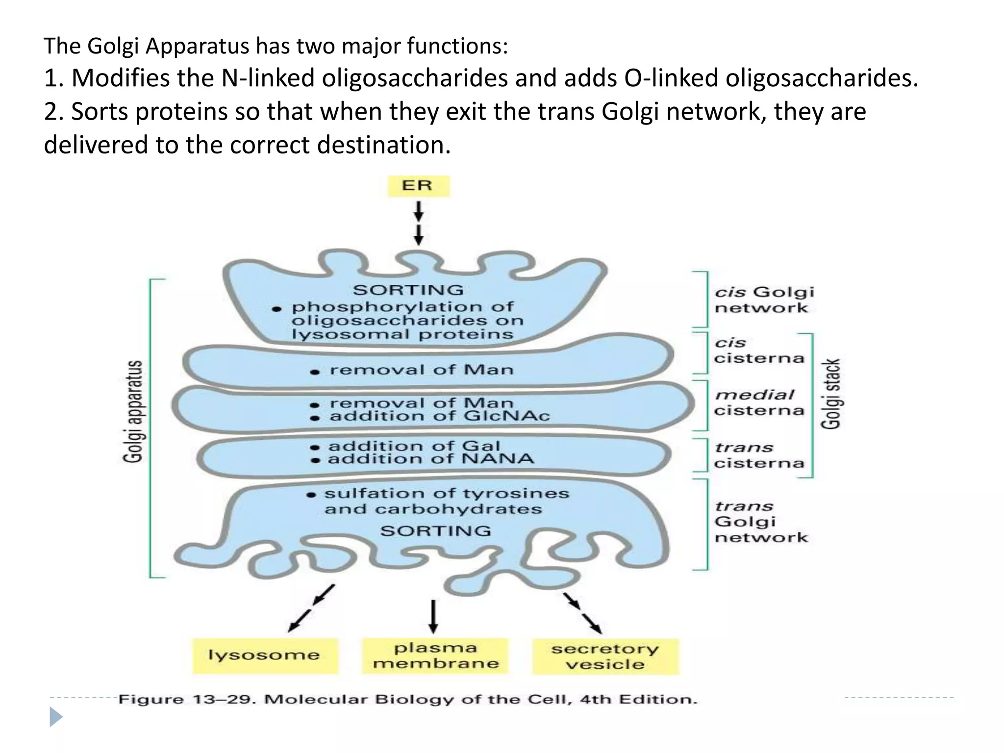 The Golgi Apparatus has two major functions:
1. Modifies the N-linked oligosaccharides and adds O-linked oligosaccharides.
2. Sorts proteins so that when they exit the trans Golgi network, they are
delivered to the correct destination.
 