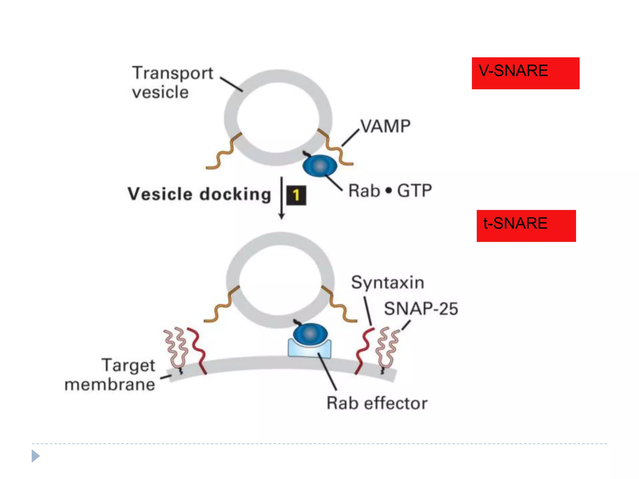 V-SNARE
t-SNARE
 