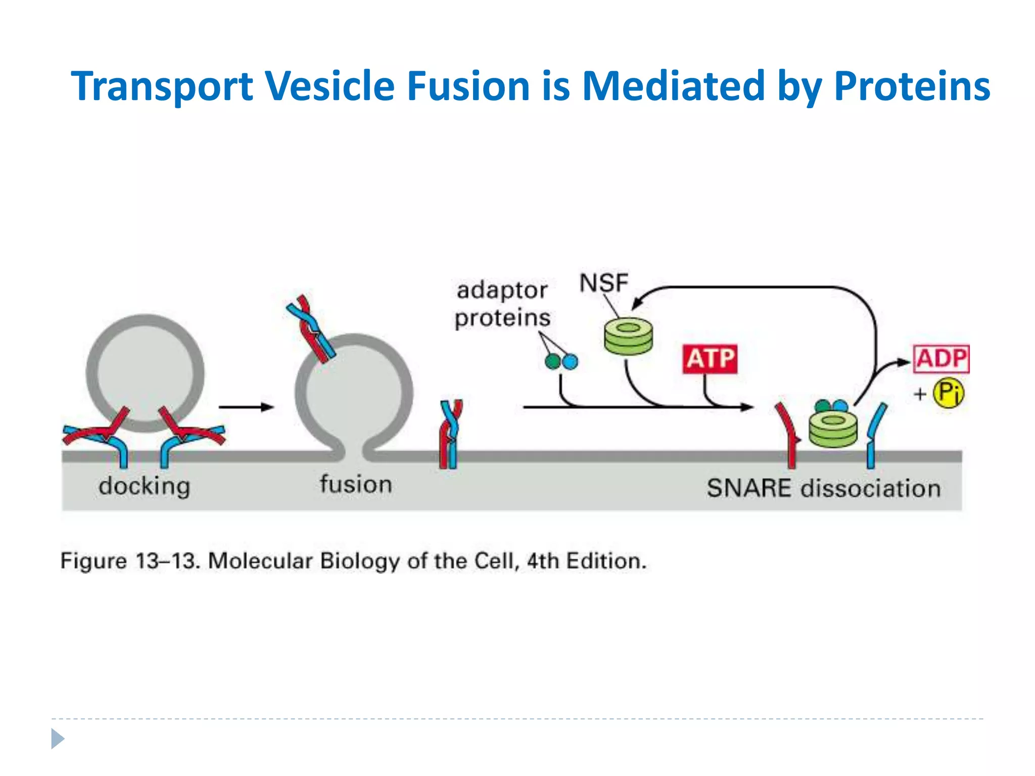 Transport Vesicle Fusion is Mediated by Proteins
 