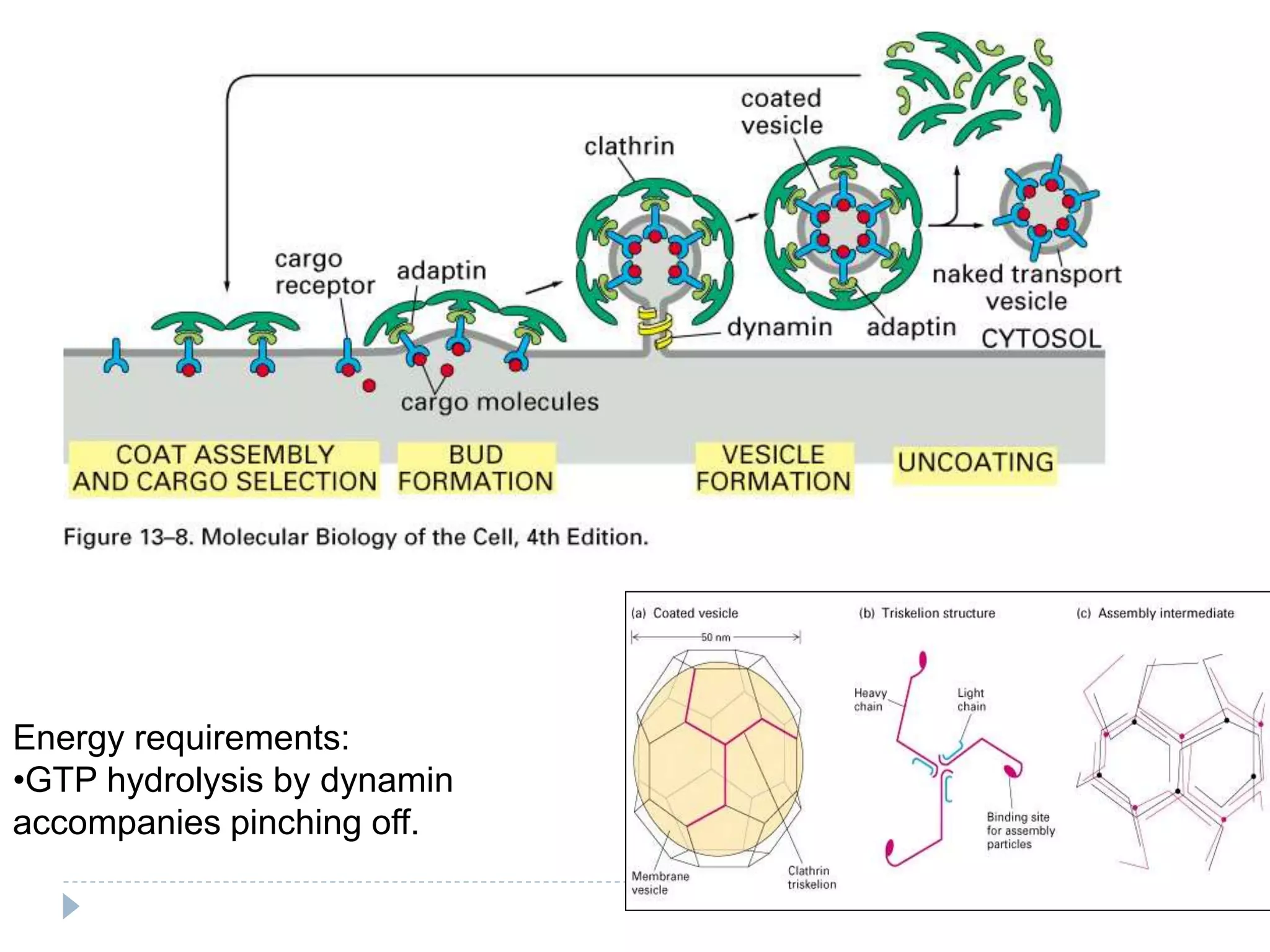 Energy requirements:
•GTP hydrolysis by dynamin
accompanies pinching off.
 