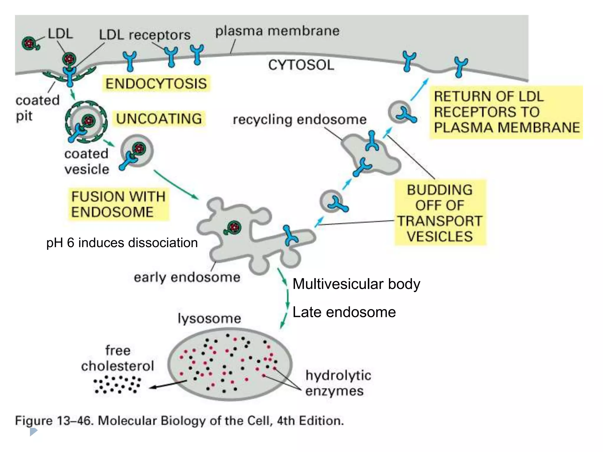 Multivesicular body
Late endosome
pH 6 induces dissociation
 