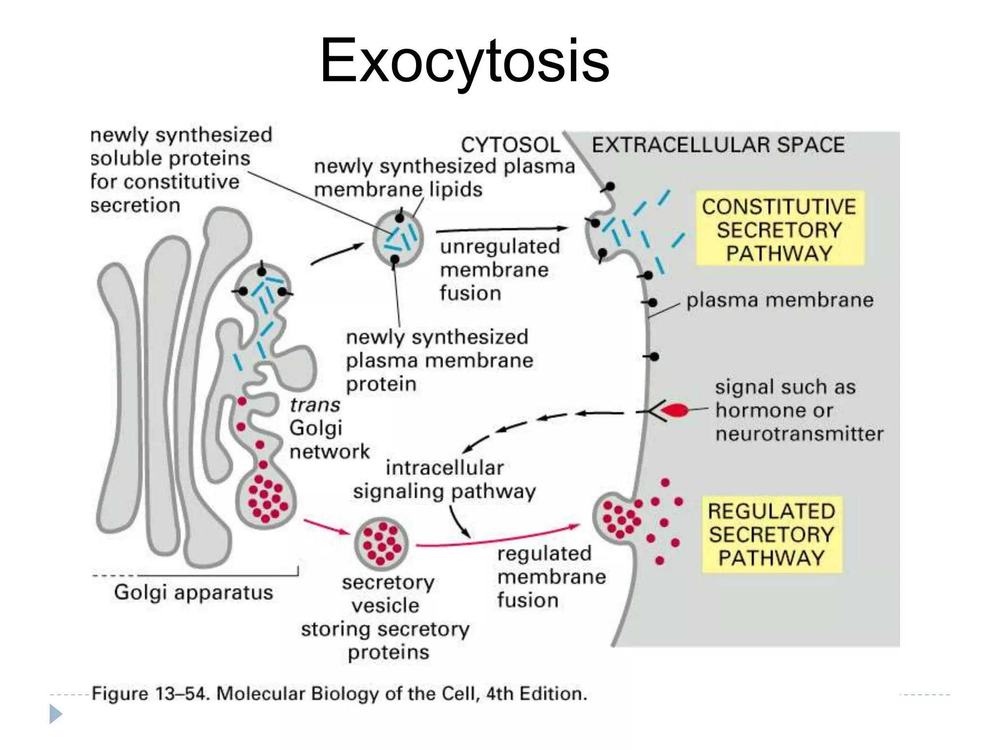 Exocytosis
 